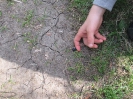 Čistenie lúky_20